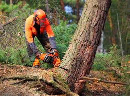 Best Root Management and Removal  in Hoisington, KS