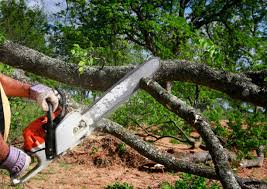 Best Tree Mulching  in Hoisington, KS