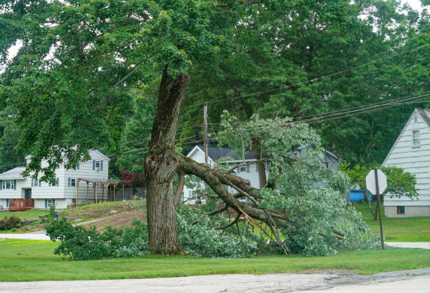 Best Arborist Consultation Services  in Hoisington, KS