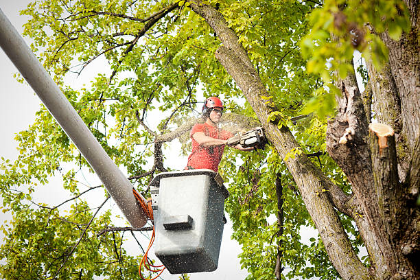 Hoisington, KS Tree Removal Company